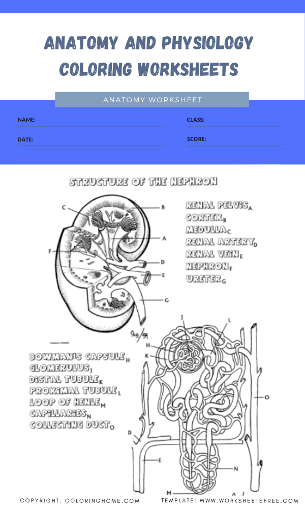 90 Printable Anatomy And Physiology Coloring Book 40