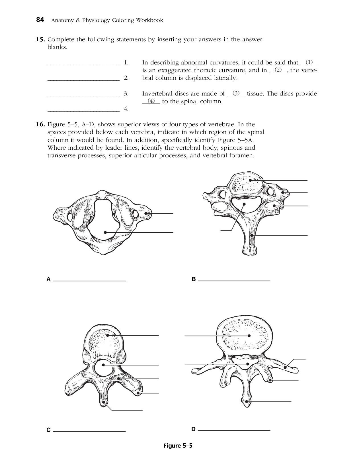 90 Printable Anatomy And Physiology Coloring Book 41