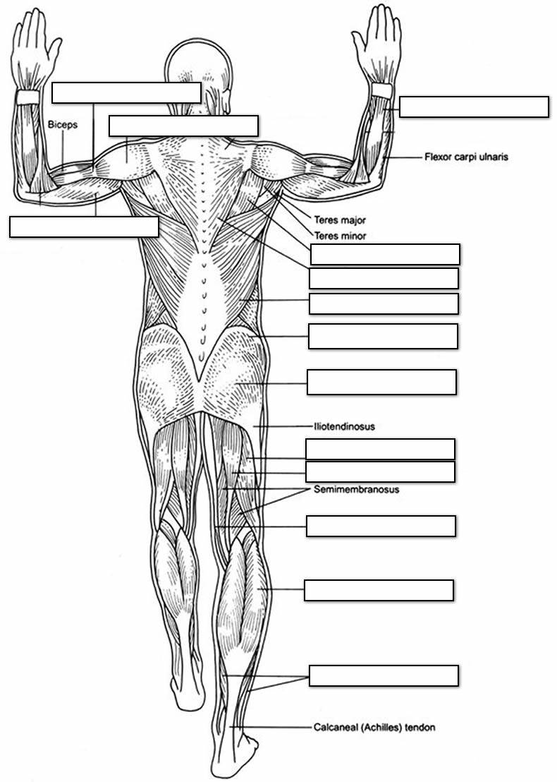 90 Printable Anatomy And Physiology Coloring Book 46