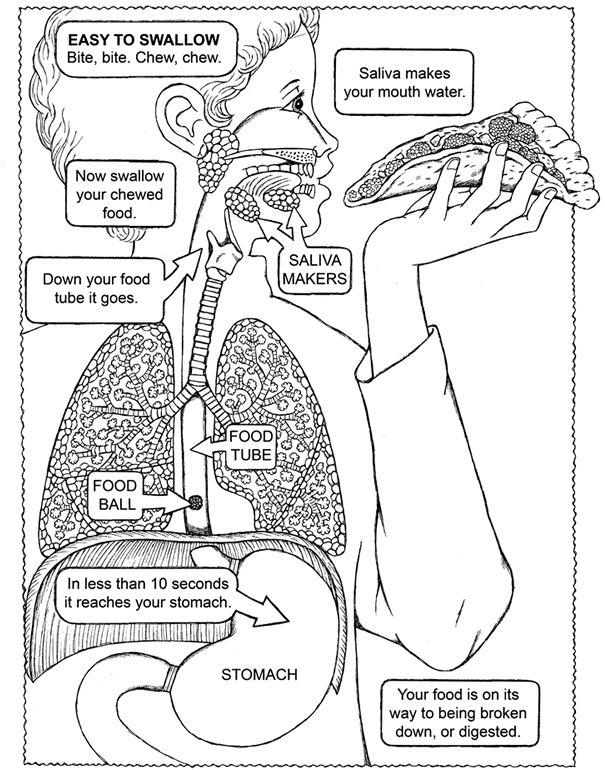 90 Printable Anatomy And Physiology Coloring Book 47