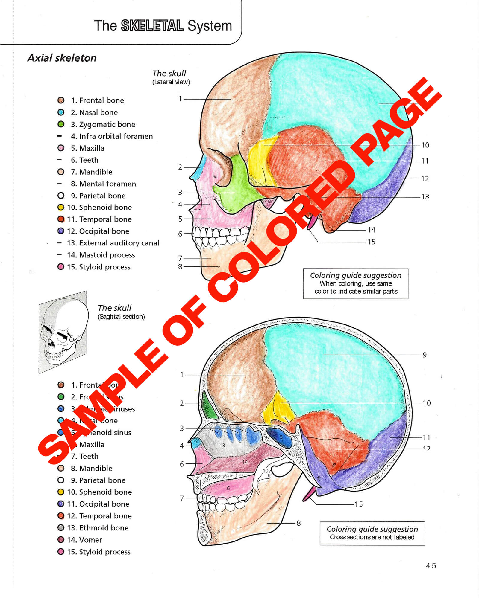 90 Printable Anatomy And Physiology Coloring Book 49