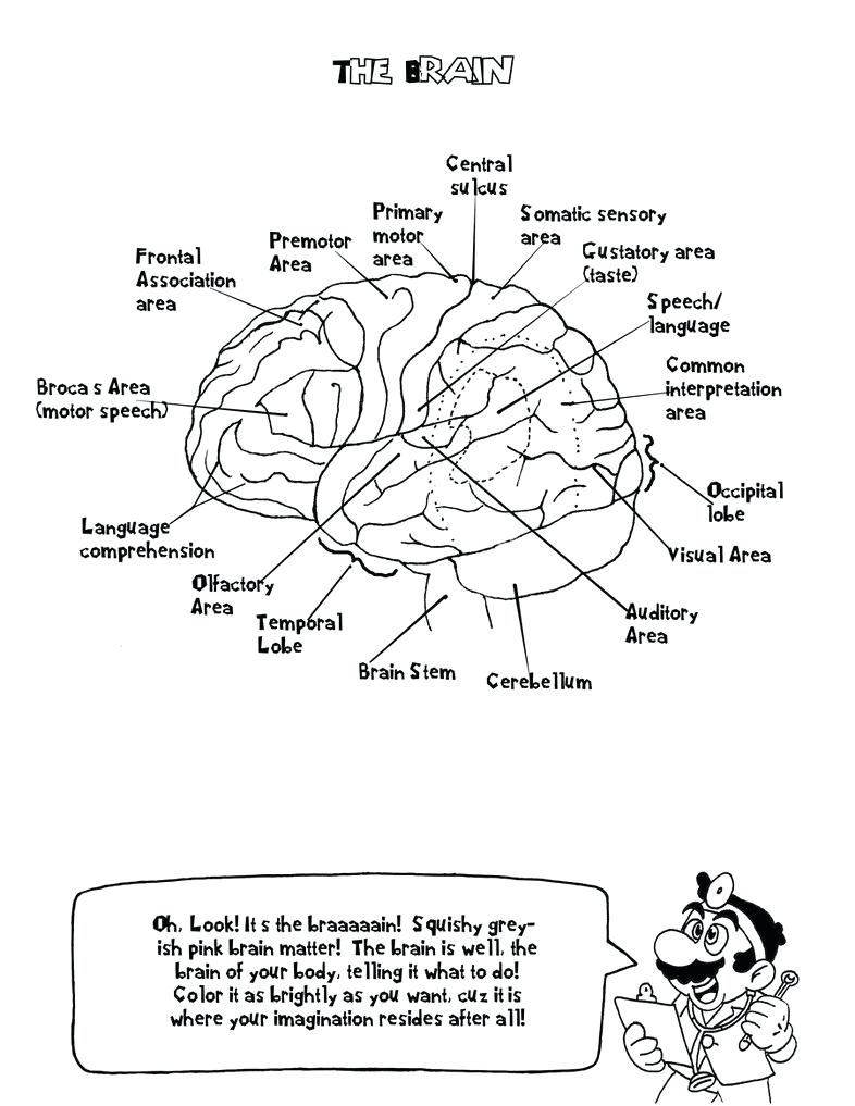 90 Printable Anatomy And Physiology Coloring Book 5