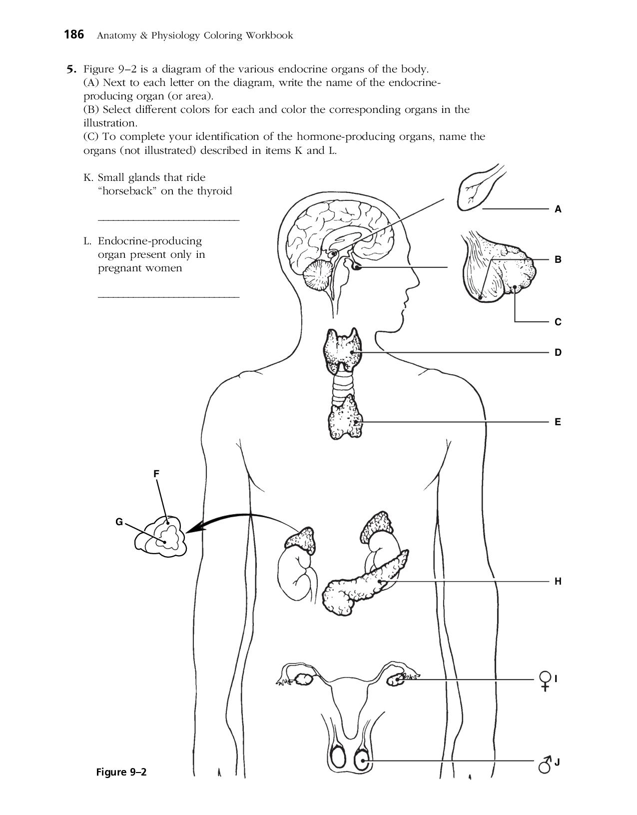 90 Printable Anatomy And Physiology Coloring Book 51