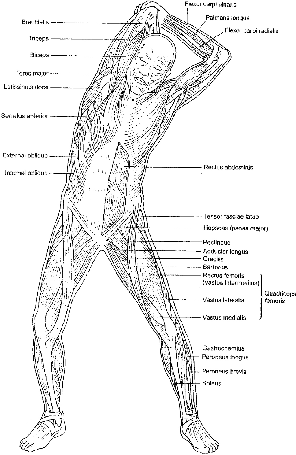 90 Printable Anatomy And Physiology Coloring Book 53