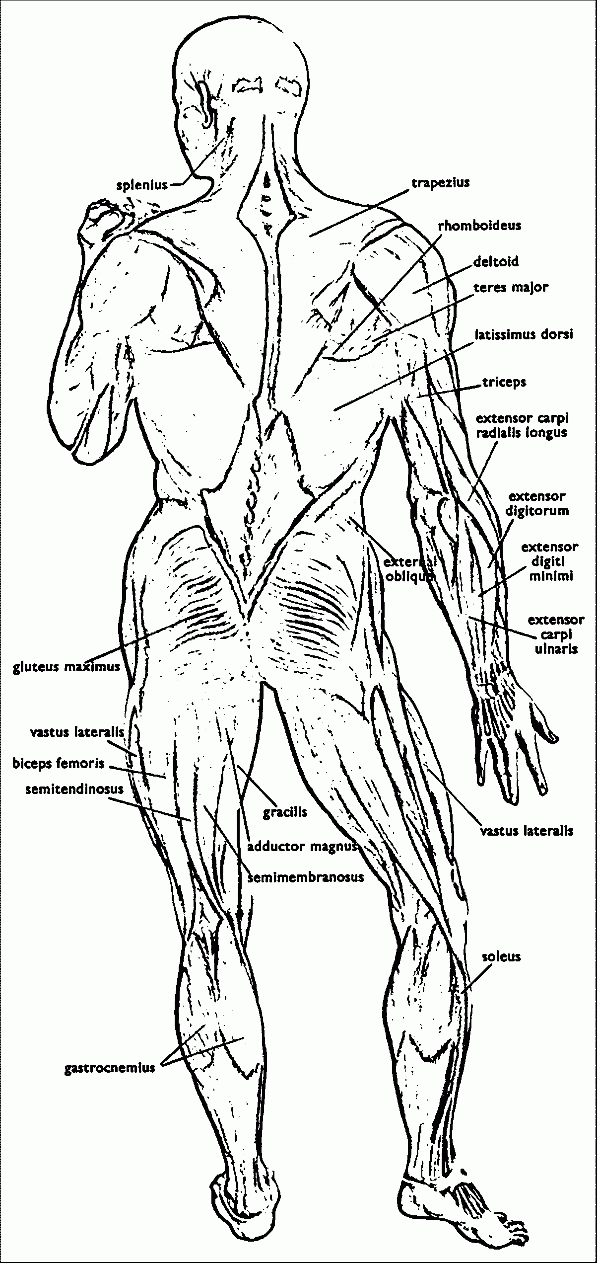 90 Printable Anatomy And Physiology Coloring Book 56