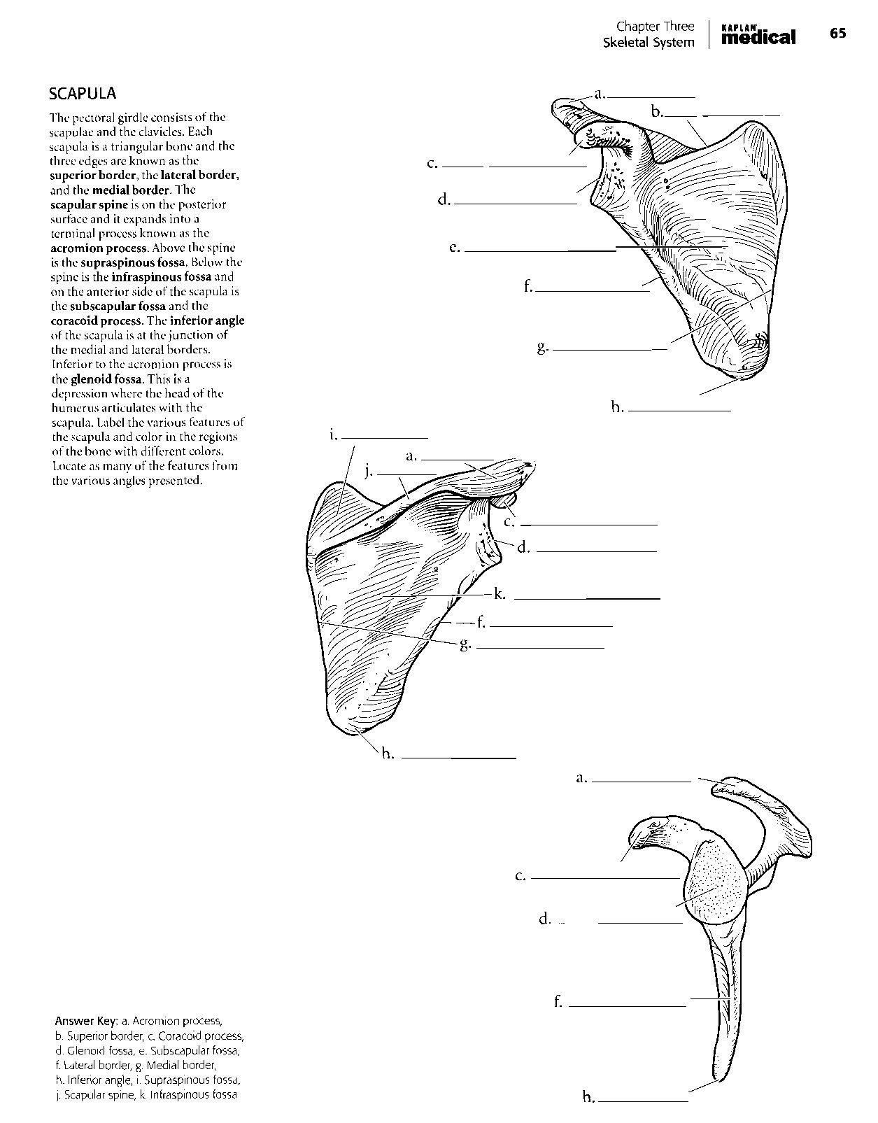 90 Printable Anatomy And Physiology Coloring Book 59