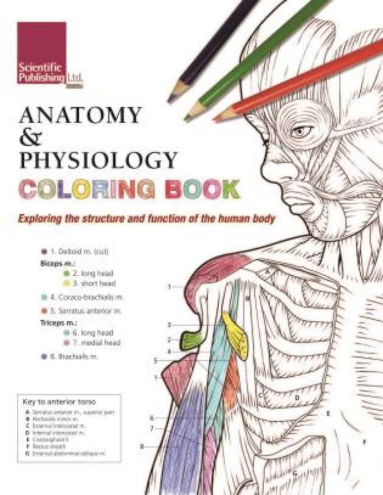 90 Printable Anatomy And Physiology Coloring Book 64