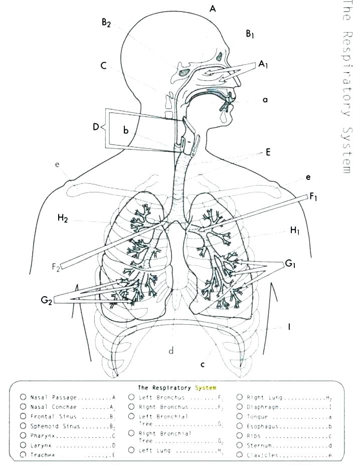 90 Printable Anatomy And Physiology Coloring Book 66