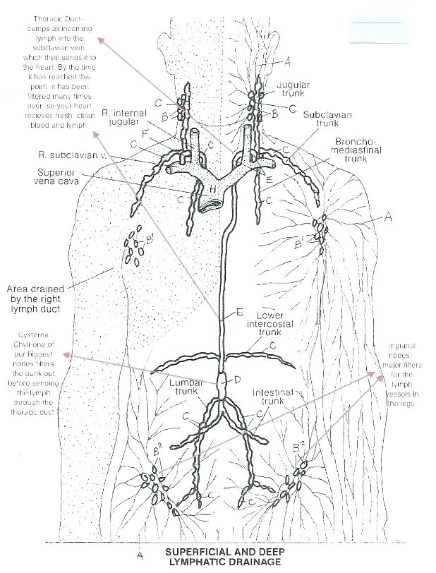 90 Printable Anatomy And Physiology Coloring Book 67