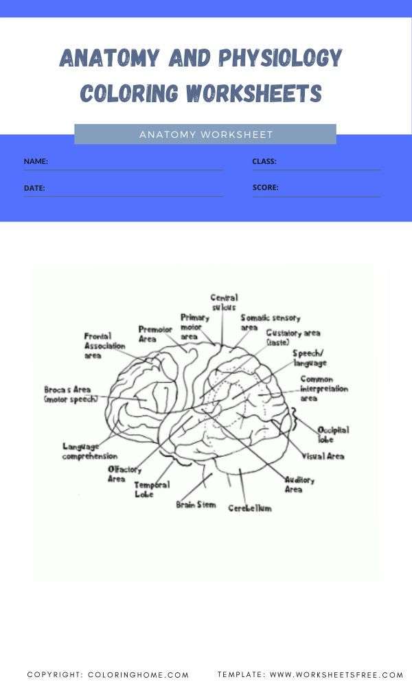 90 Printable Anatomy And Physiology Coloring Book 69