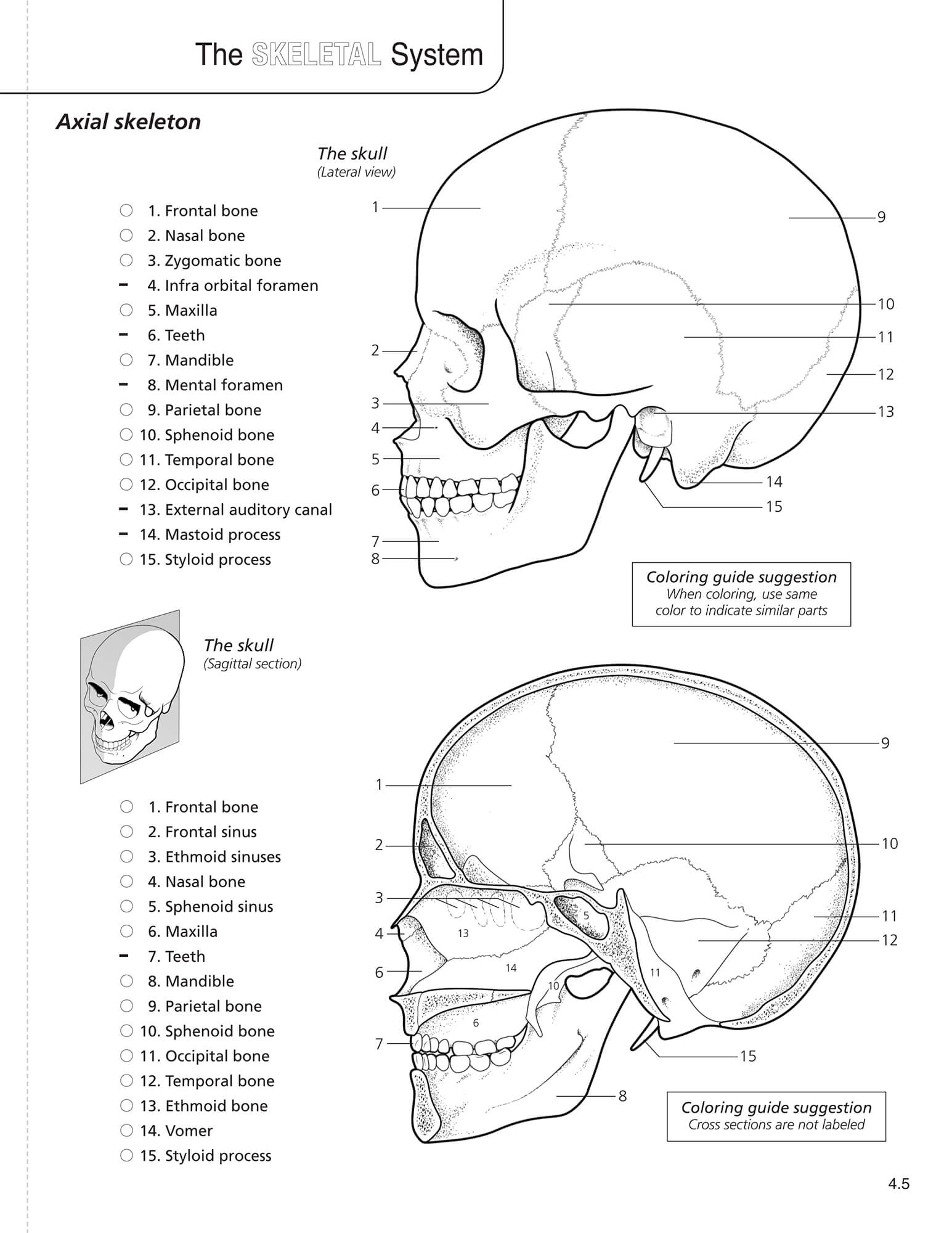 90 Printable Anatomy And Physiology Coloring Book 7