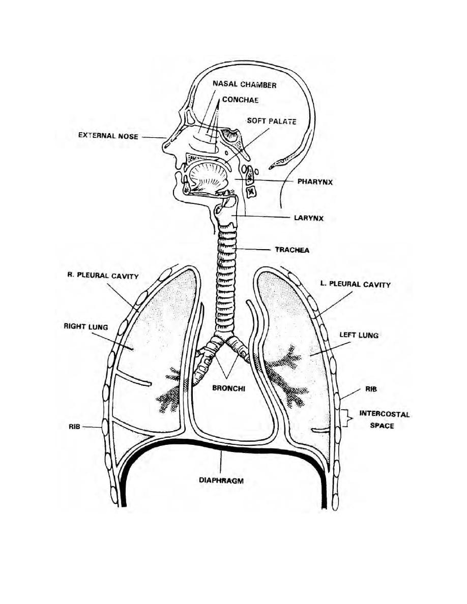 90 Printable Anatomy And Physiology Coloring Book 79