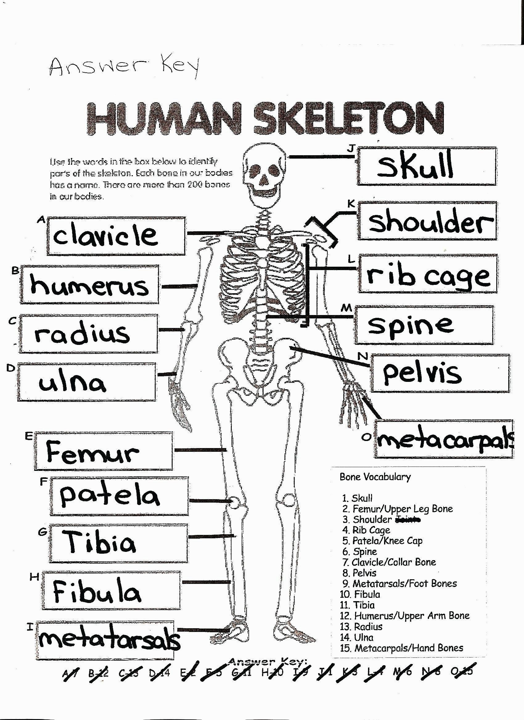 90 Printable Anatomy And Physiology Coloring Book 83