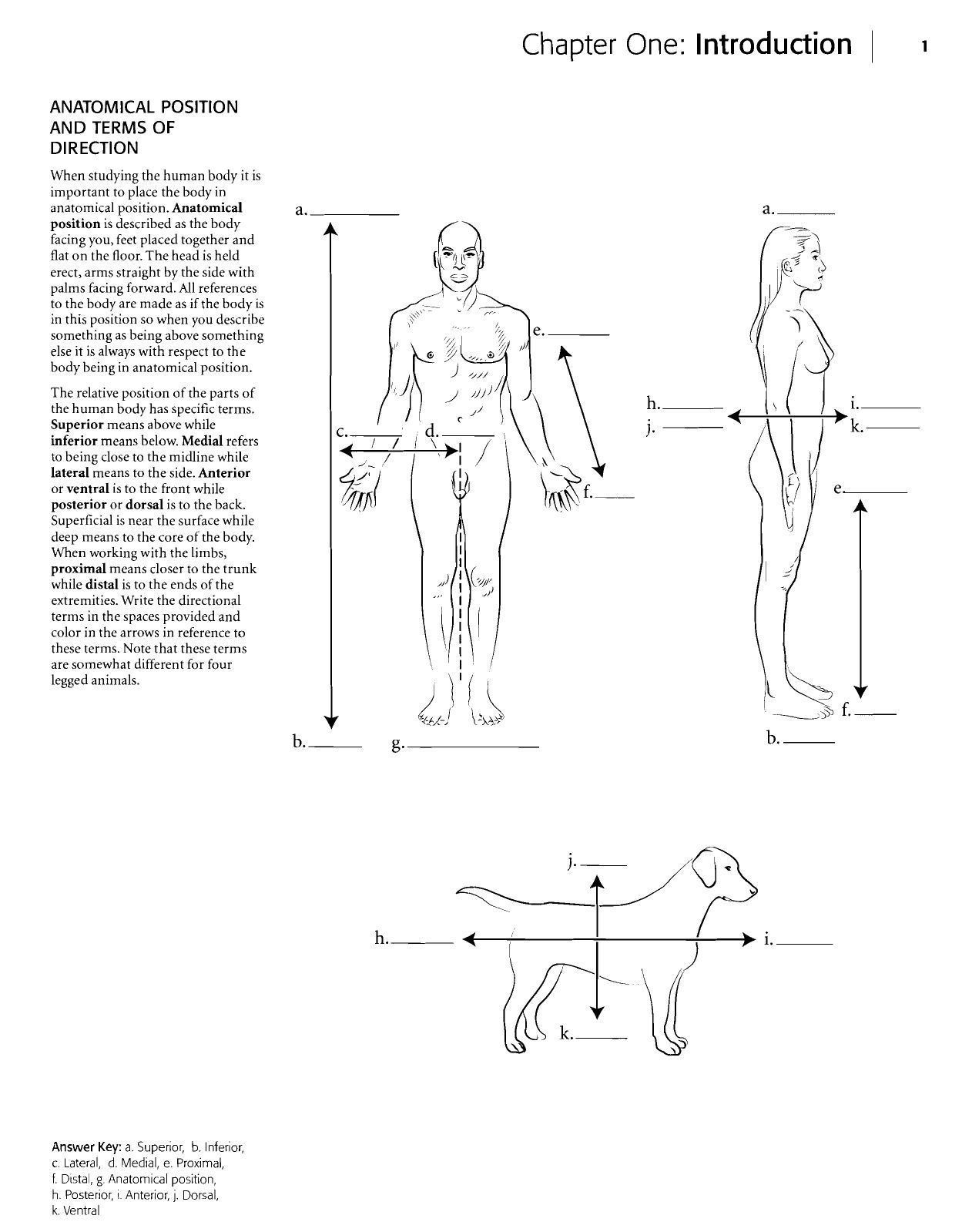 90 Printable Anatomy And Physiology Coloring Book 89