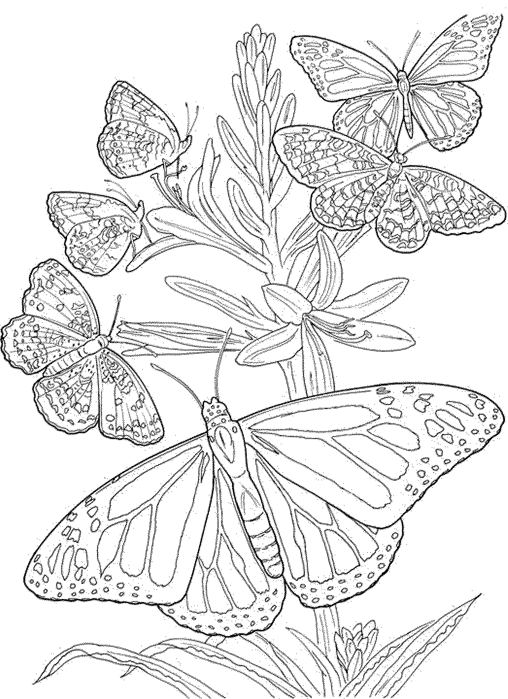 60 Printable Butterfly Coloring Book 13