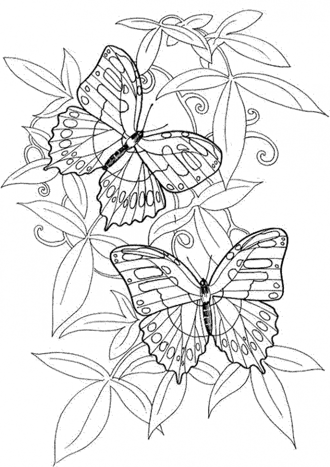 60 Printable Butterfly Coloring Book 23