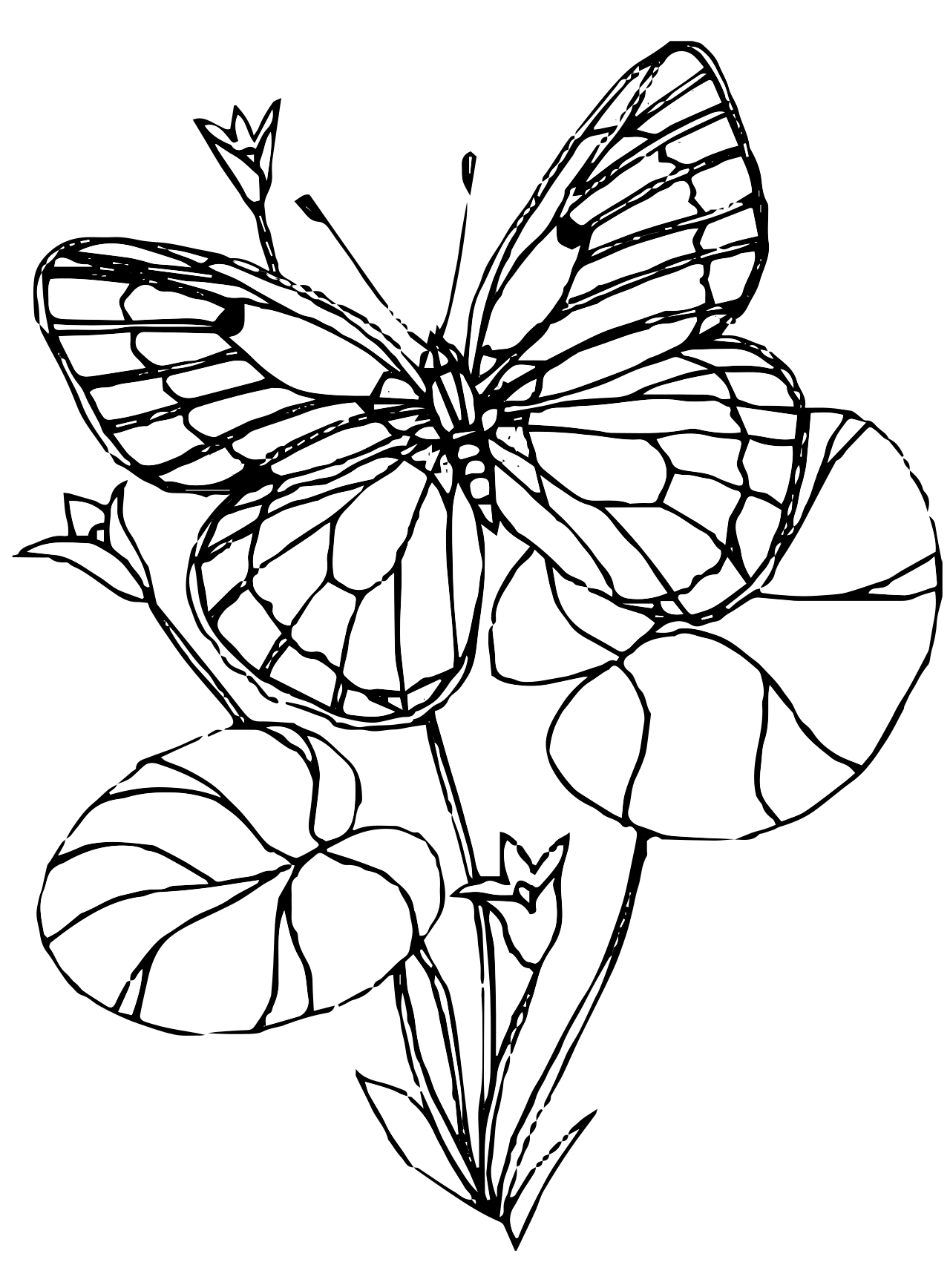 60 Printable Butterfly Coloring Book 34