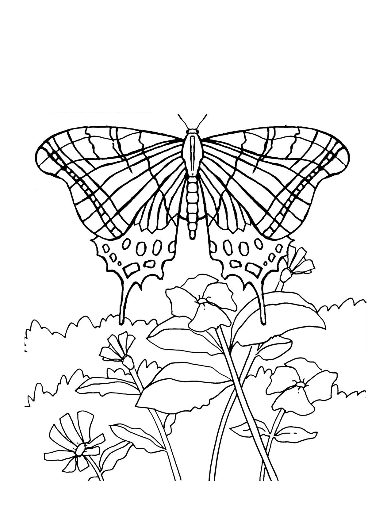 60 Printable Butterfly Coloring Book 37