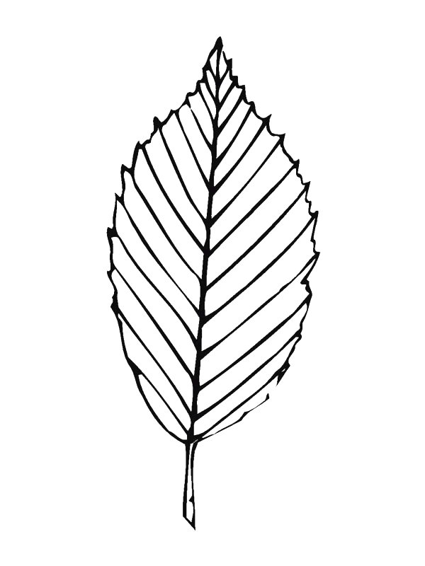 Get 85 Coloring Page Leaves Ideas 16