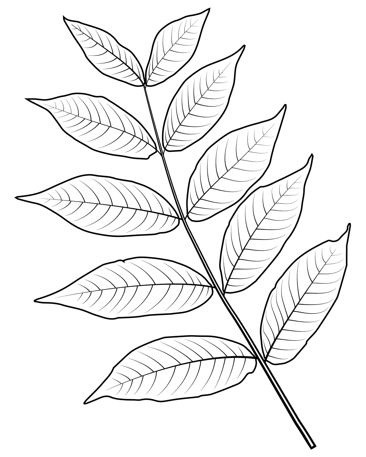 Get 85 Coloring Page Leaves Ideas 20