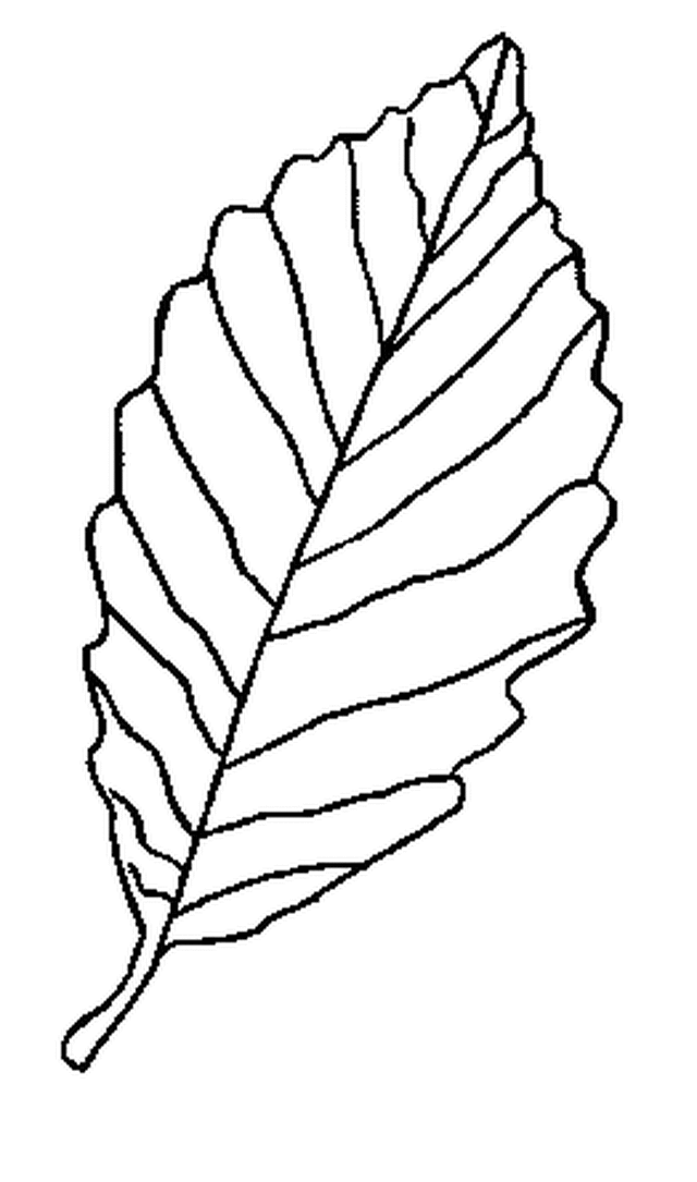 Get 85 Coloring Page Leaves Ideas 21