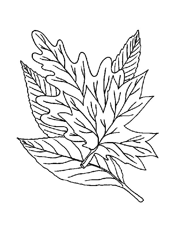 Get 85 Coloring Page Leaves Ideas 32