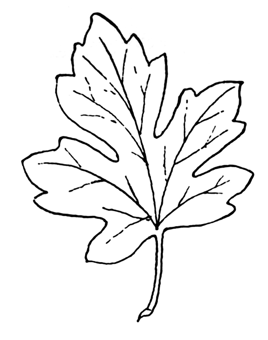 Get 85 Coloring Page Leaves Ideas 58