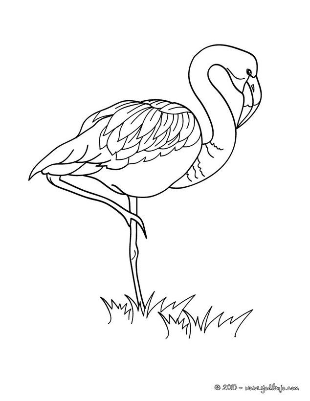 Save 60 Coloring Page Flamingo Ideas 15