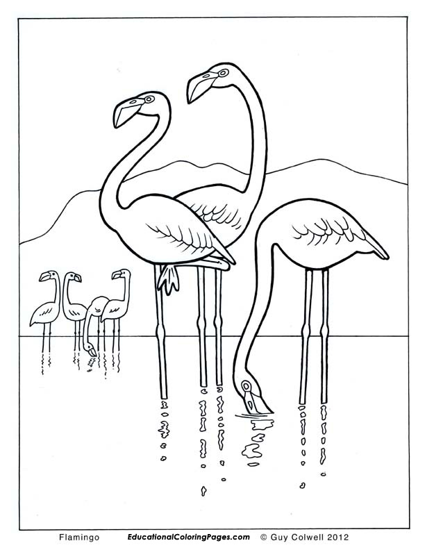 Save 60 Coloring Page Flamingo Ideas 18