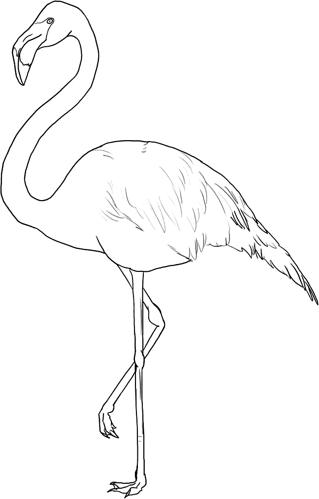 Save 60 Coloring Page Flamingo Ideas 50