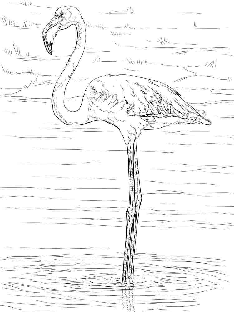 Save 60 Coloring Page Flamingo Ideas 59